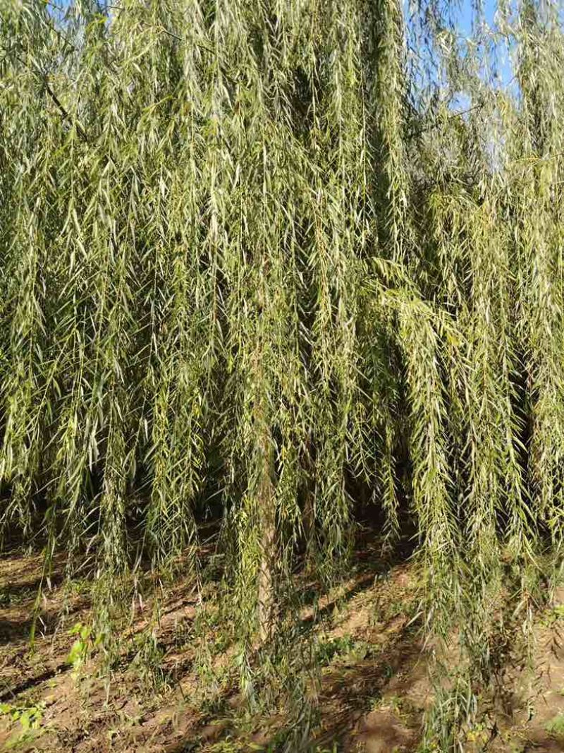垂柳金丝垂柳馒头柳国槐榆树白蜡樱花竹柳等
