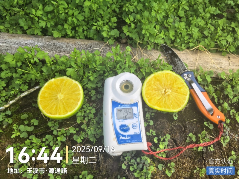 云南哀牢山冰糖橙