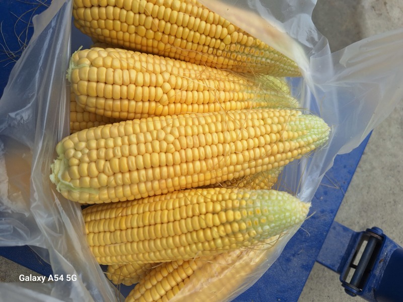 鲜食玉米