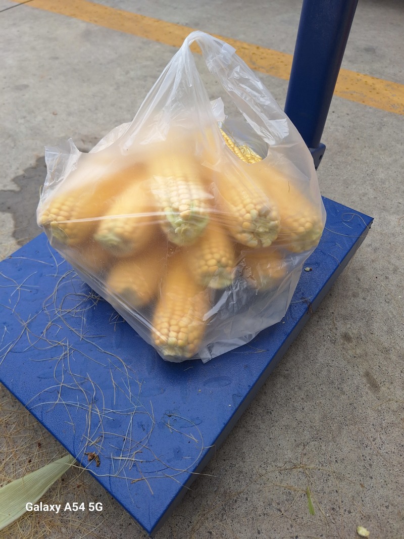 鲜食玉米