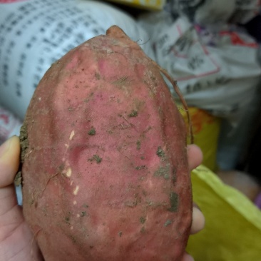 蜜薯