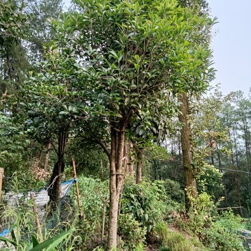 桂花树