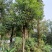 桂花树