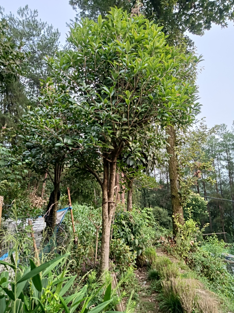 桂花树