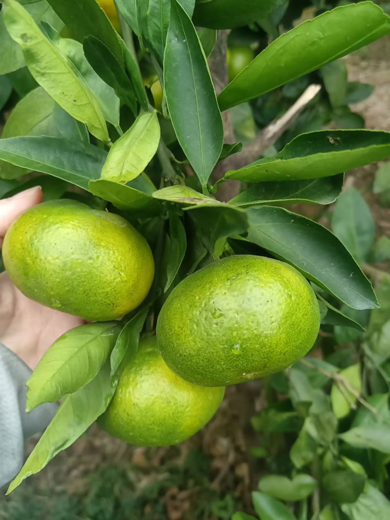 蜜橘，皮薄汁多，七分甜三分酸
