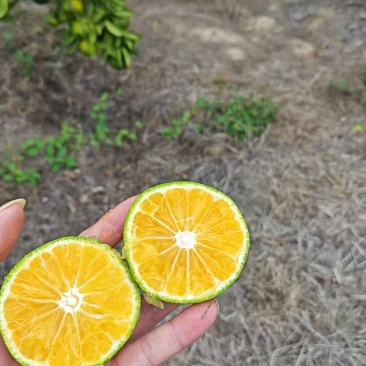 蜜橘，皮薄汁多，七分甜三分酸