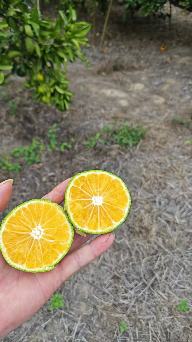 蜜橘，皮薄汁多，七分甜三分酸