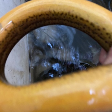 黄鳝价格优惠需要联系