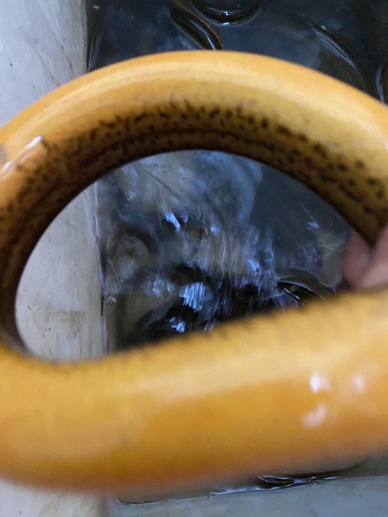 黄鳝价格优惠需要联系