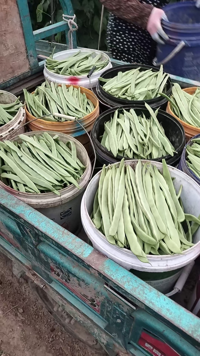 白豆角扁豆角***********