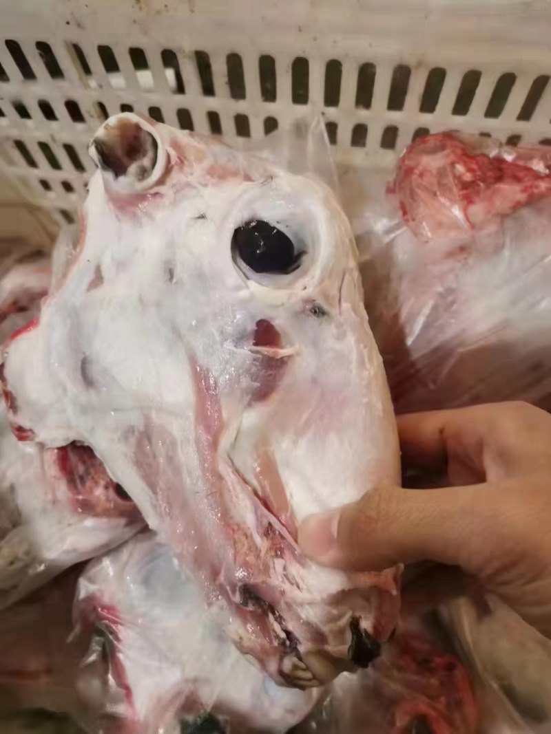 羊头实拍去皮羊头，带皮羊头都有现货