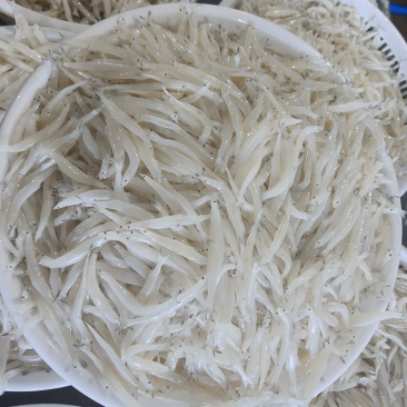 东北冷水银鱼