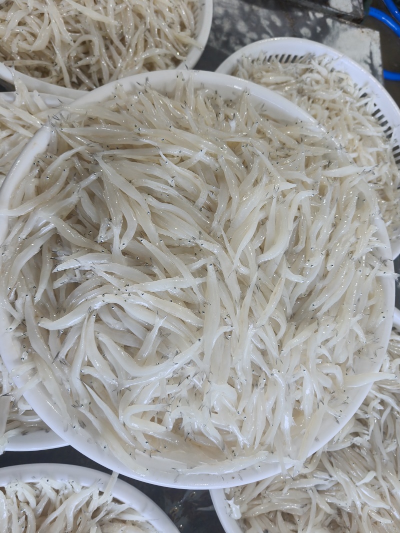 东北冷水银鱼