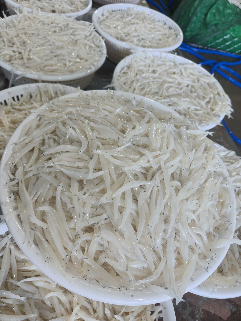 东北冷水银鱼