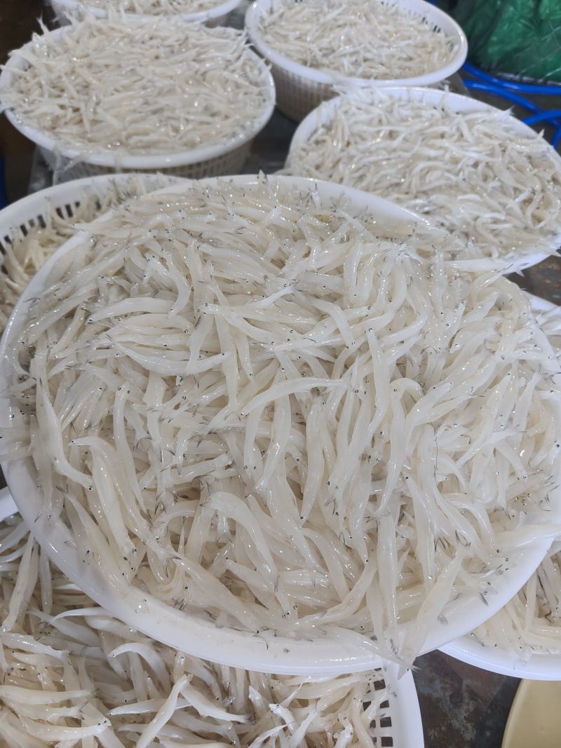 东北冷水银鱼