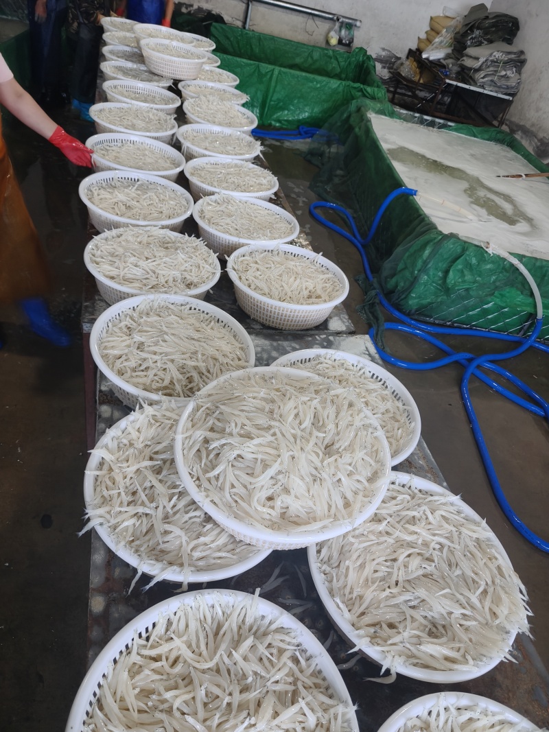 东北冷水银鱼