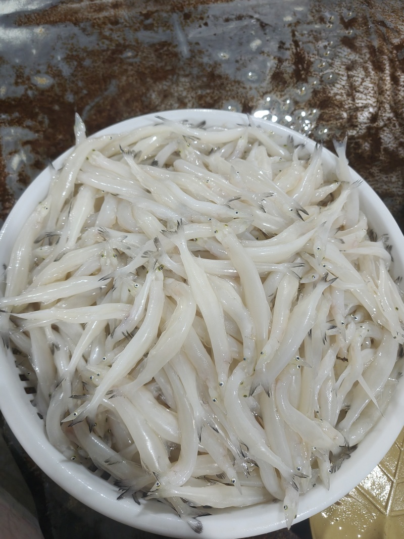 东北冷水银鱼