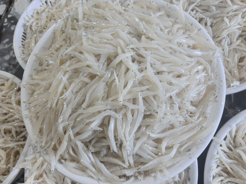 东北冷水银鱼