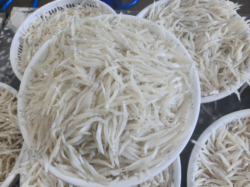东北冷水银鱼