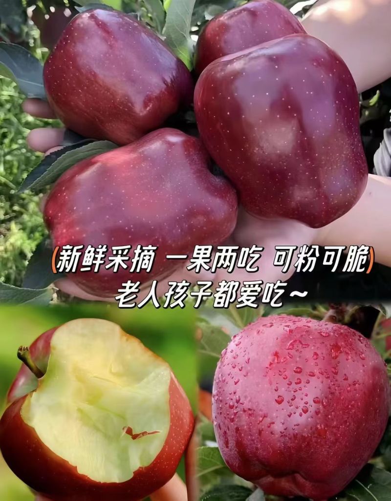 口感甜，苹果大又红，55-6570-7580-特大