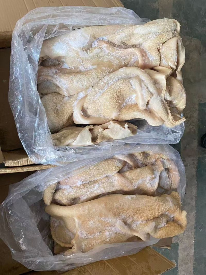 牛大肚现货