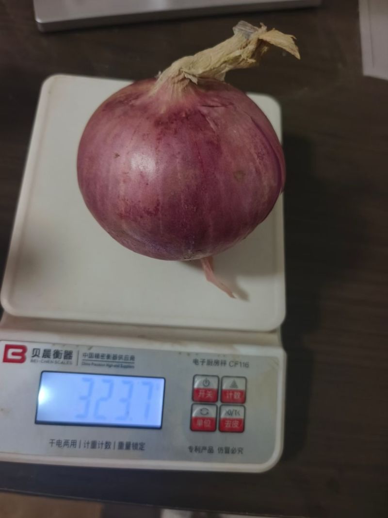 山东8以上红皮洋葱出库