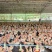 125天放养三黄鸡，3.56斤，6000只，玉林，7字头