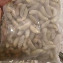蜂蛹有2000件1斤一包的
