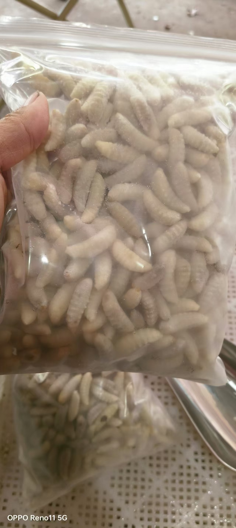 蜂蛹有2000件1斤一包的