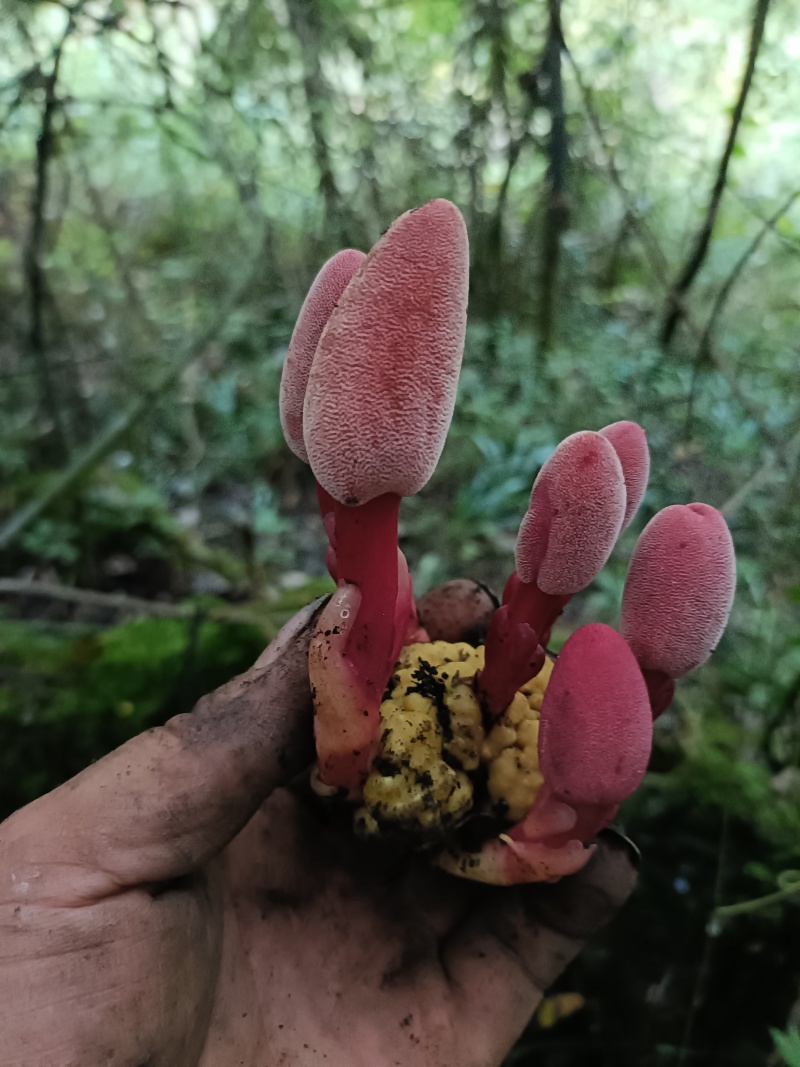 野生回春草