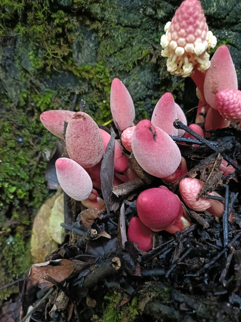 野生回春草