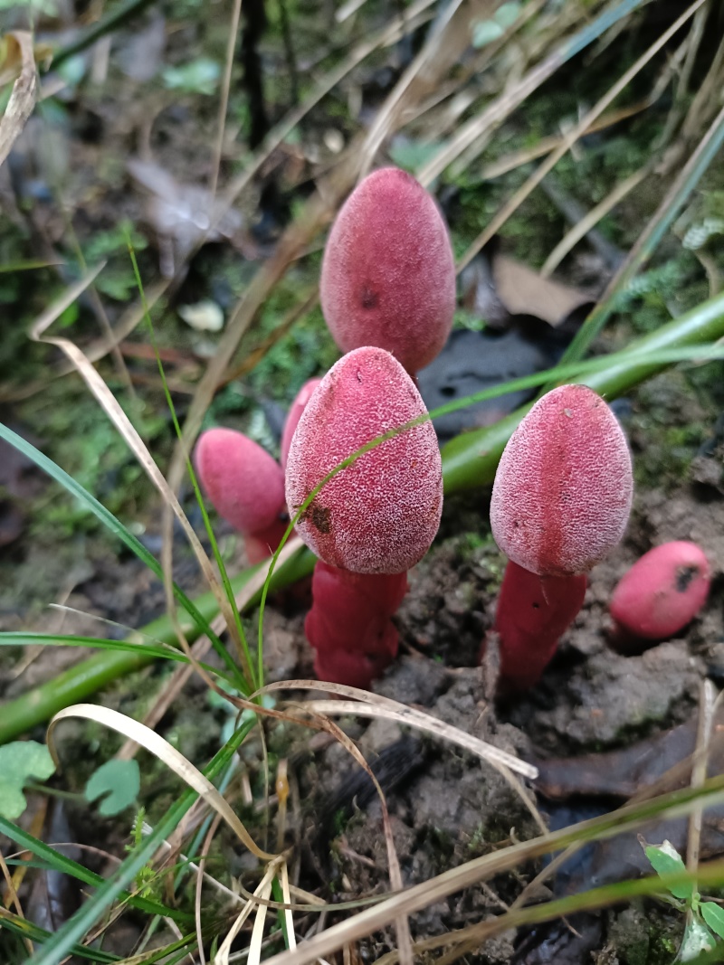 野生回春草