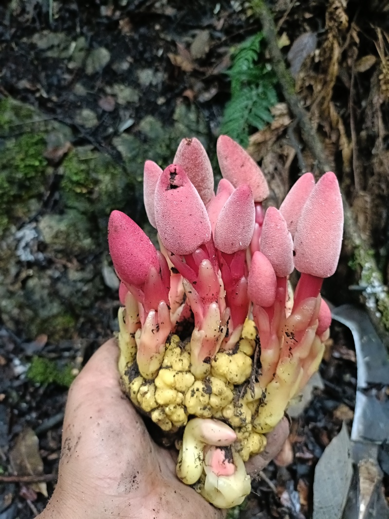 野生回春草