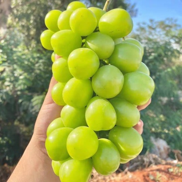 阳光玫瑰