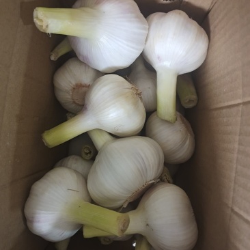 山东金乡鲜湿大蒜头扒皮去泥