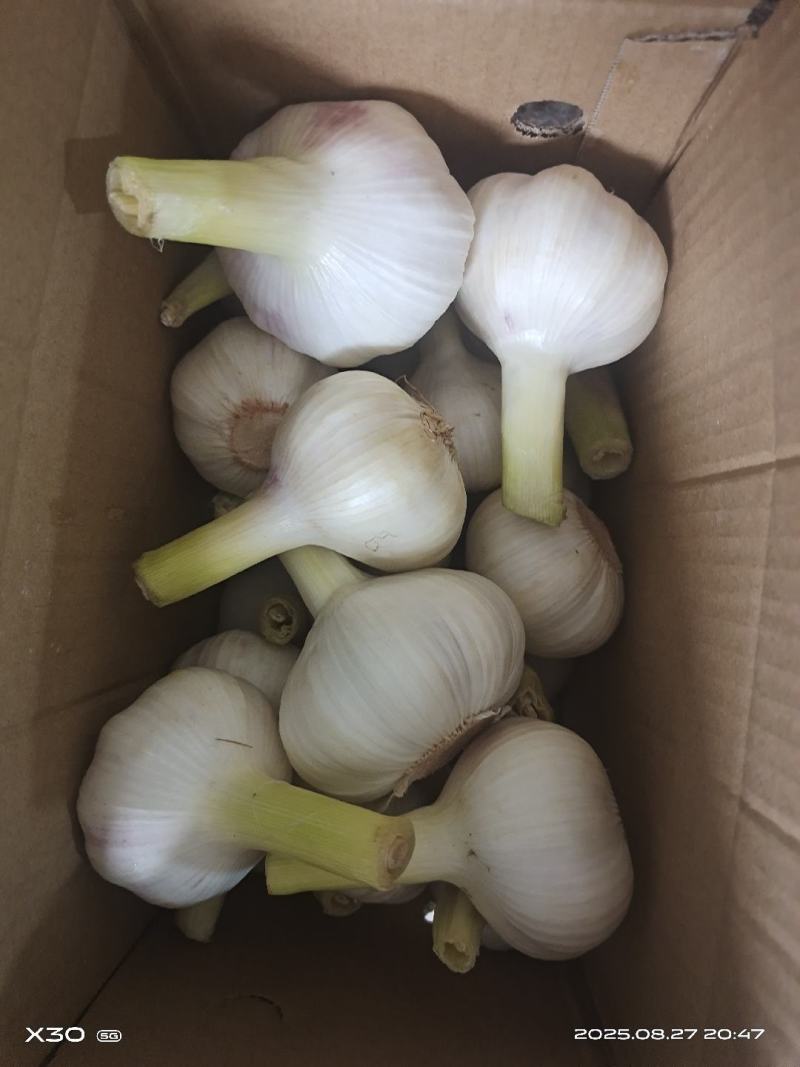 山东金乡鲜湿大蒜头扒皮去泥