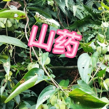 江西正宗野生山药，每天现挖，要买的提前预定。