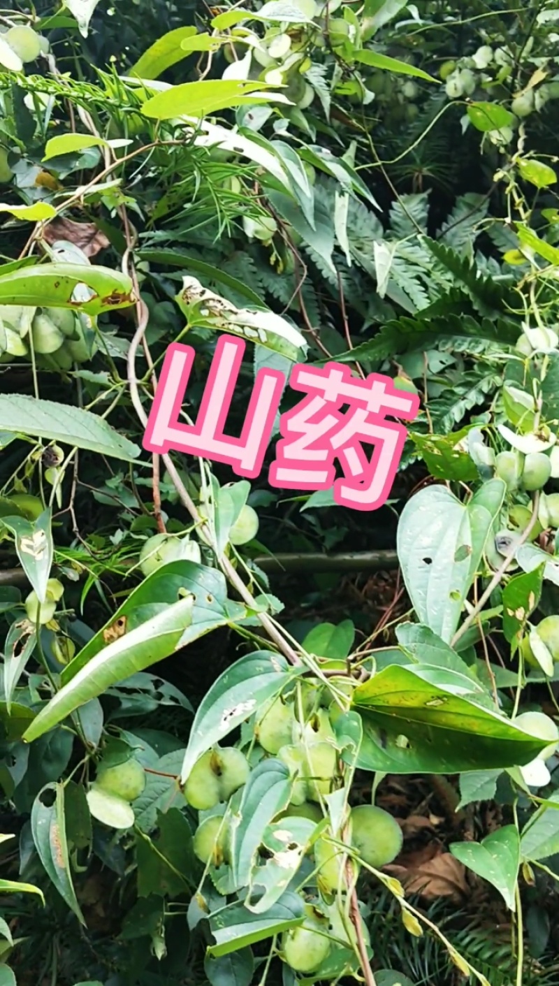 江西正宗野生山药，每天现挖，要买的提前预定。