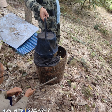 正宗高山土蜂蜜一年只取一次假一赔百