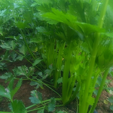 芹菜