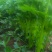 芹菜
