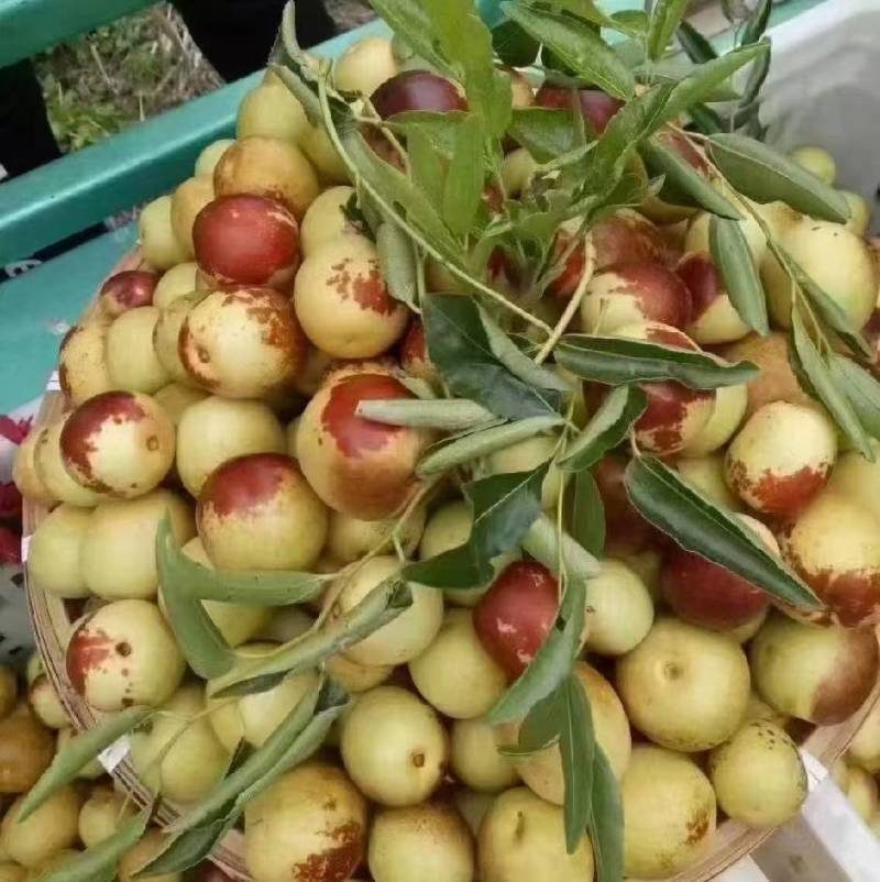 沾化冬枣