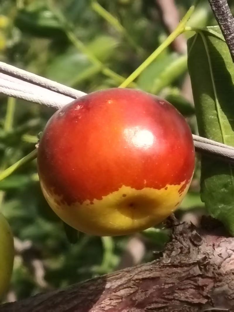沾化冬枣