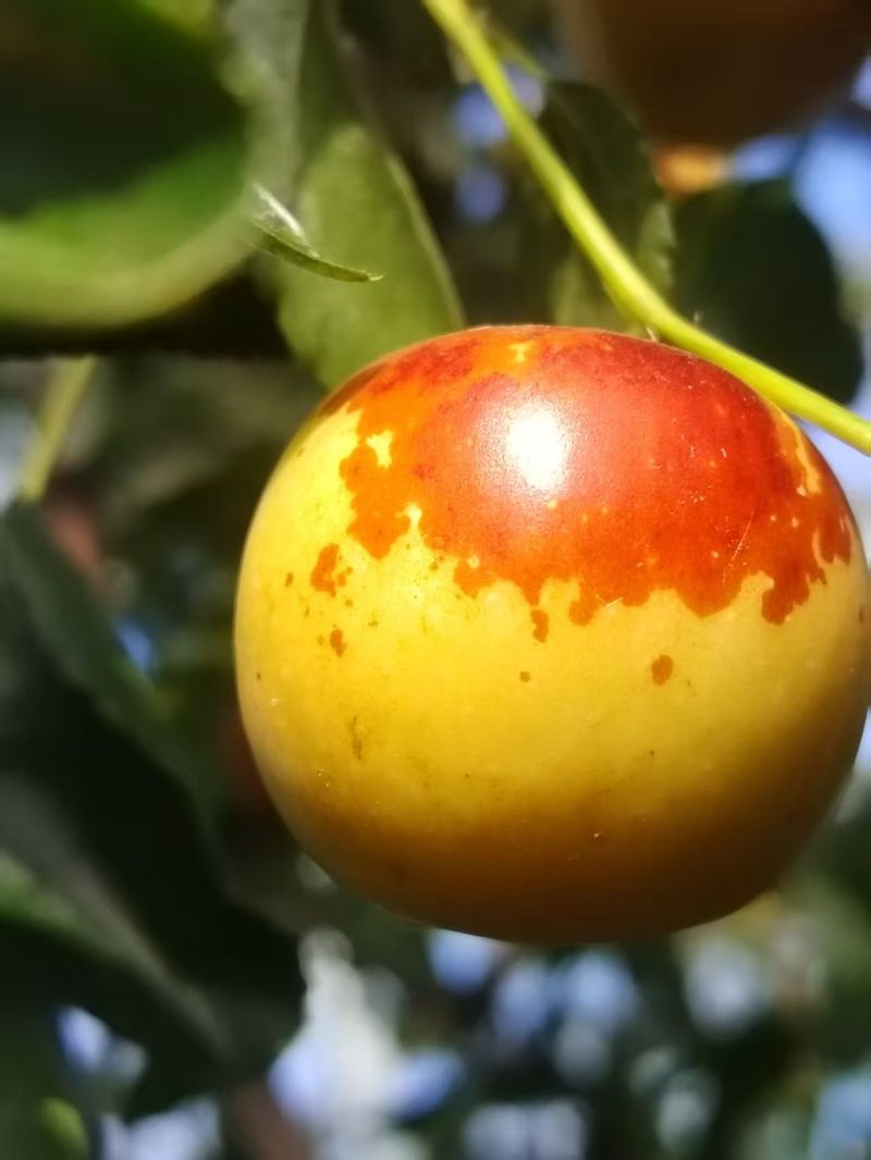 沾化冬枣
