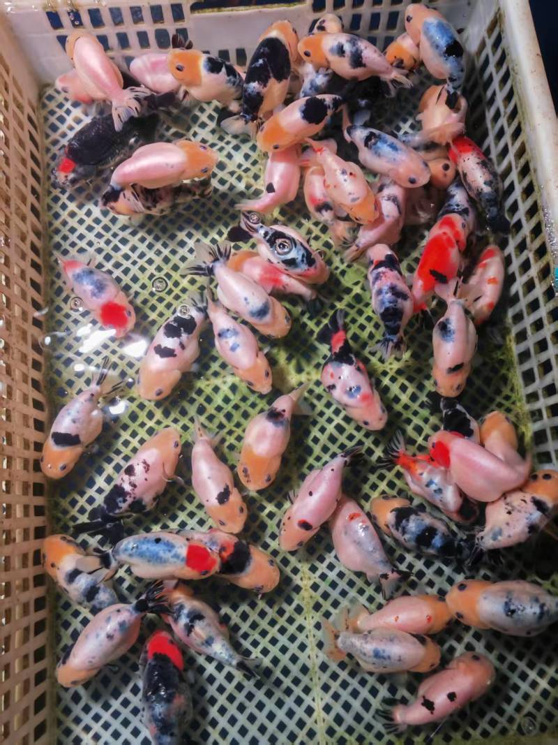 福建观赏鱼