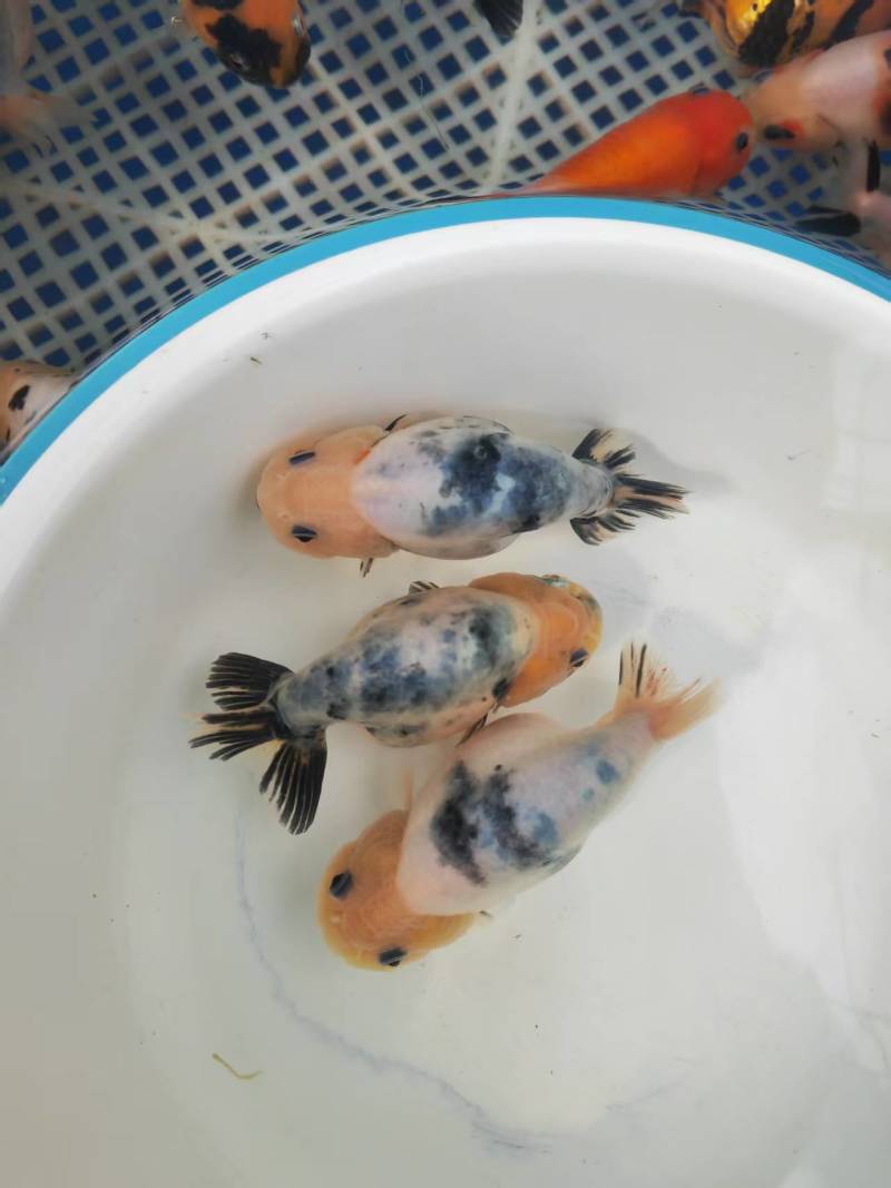 福建观赏鱼