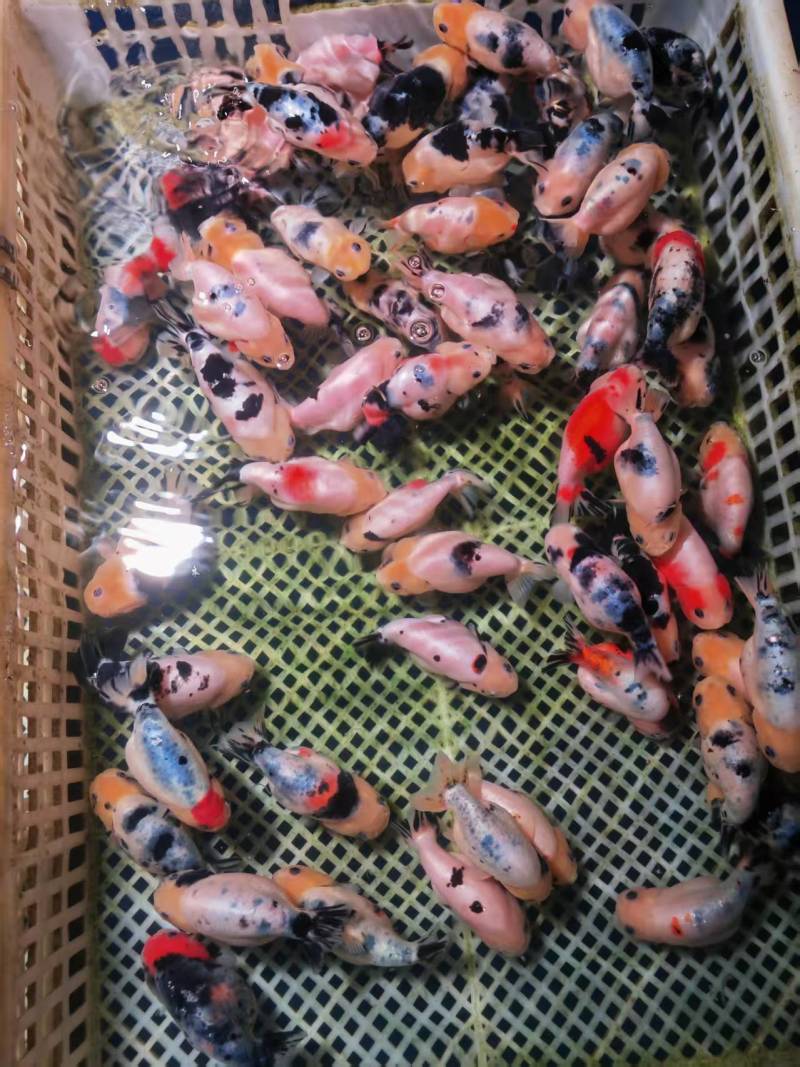 福建观赏鱼