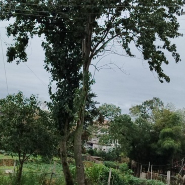 杜仲树