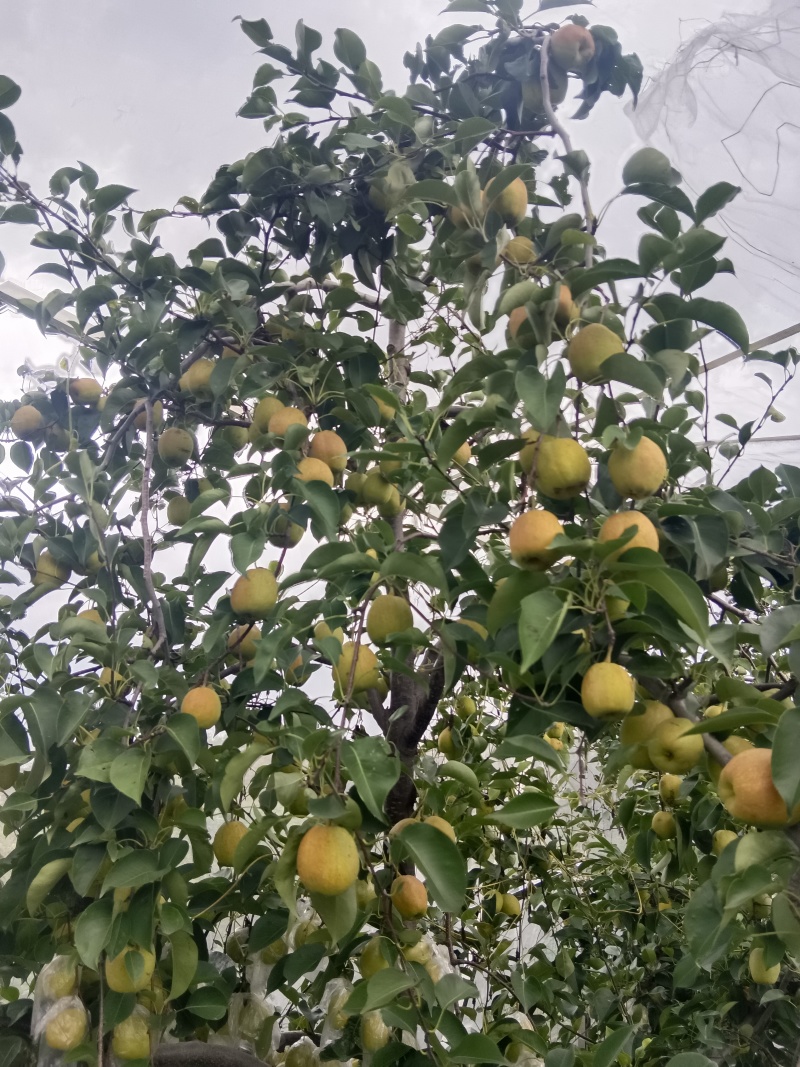 库尔勒香梨