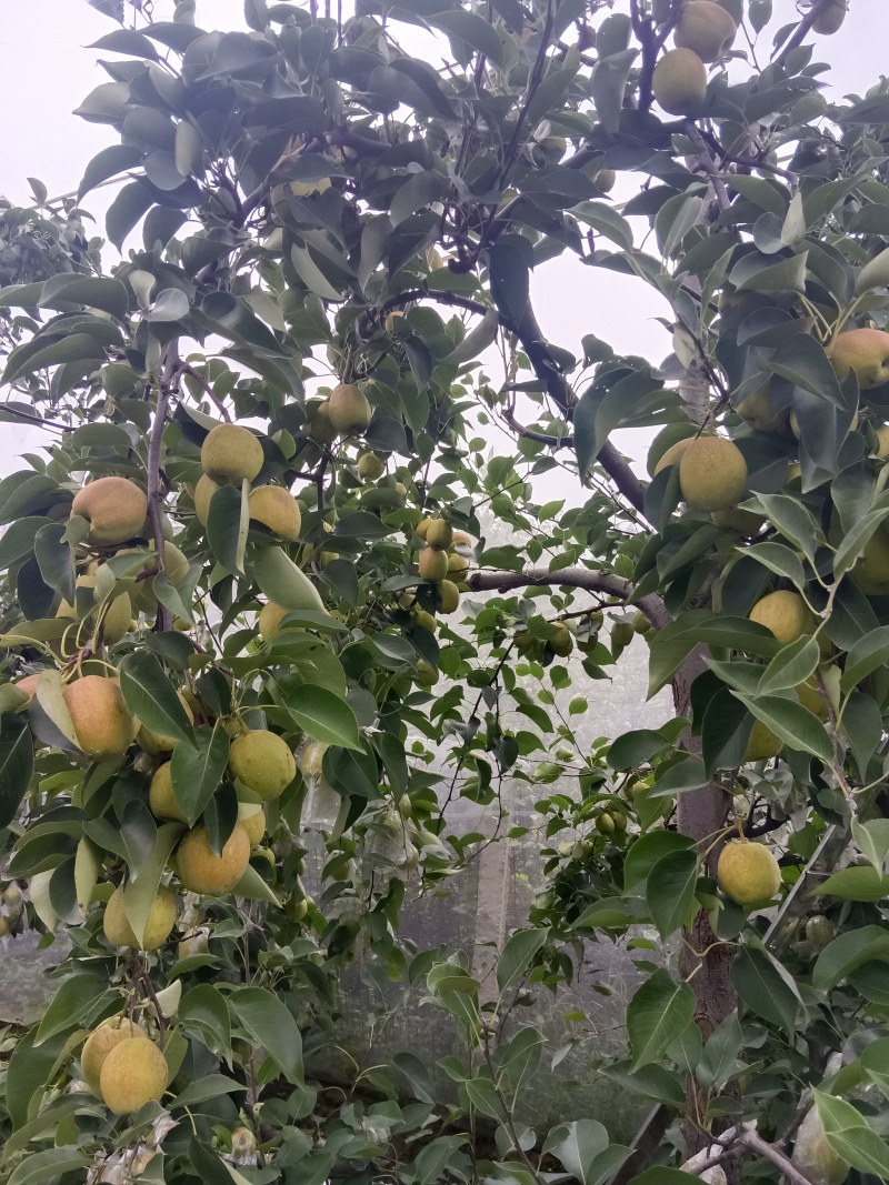库尔勒香梨